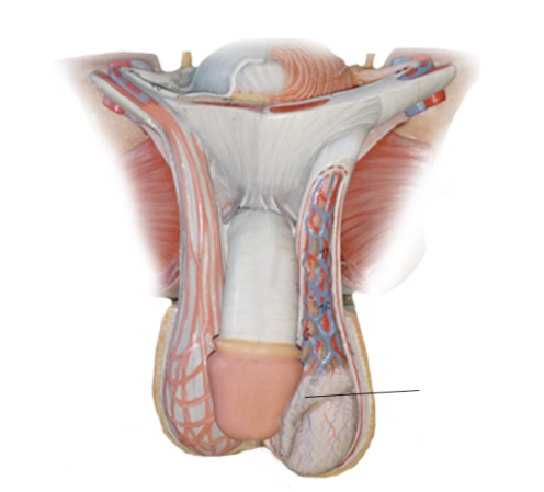 <p><span>Name the structure</span></p>