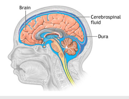 <p>Protects certain organs from physical trauma</p><p>Example: cerebrospinal fluid cushions nervous system</p><p>organs</p>