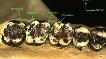 <p>Quadrituberculate</p><p>Bunodont – low &amp;</p><p>rounded cusps</p><p>Brachydont – low</p><p>crowns</p><p></p><p>2/2 I + 2-3/2-3 PM.</p>