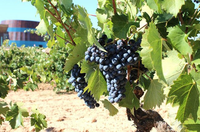 <p>Spanish Grape</p>