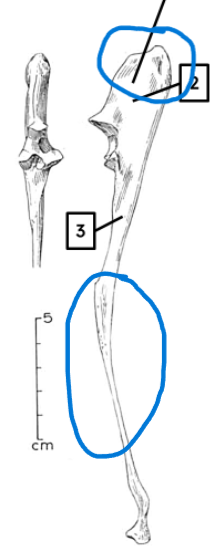 <ul><li><p>shorter, domed olecranon</p></li><li><p>very thin, fragile shaft</p></li></ul><p></p><p>sheep ulna </p><p></p>