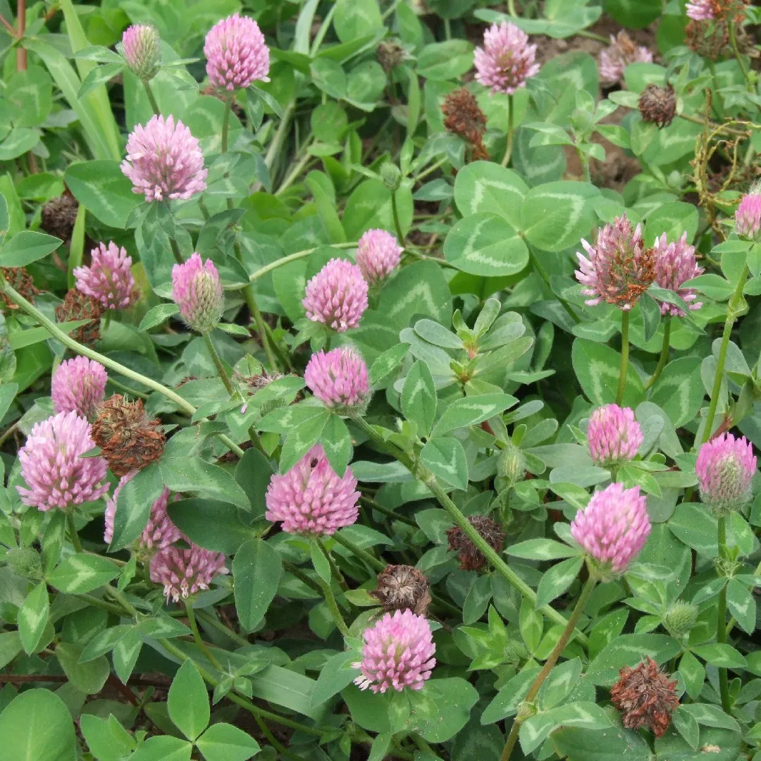 <p>An upright, hairy plant with three leaflets per leaf and larger purple or pink flower heads compared to white clover.</p>