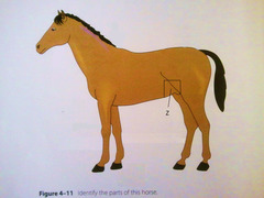 <p>area on the sides between the lower ribs and hip</p>