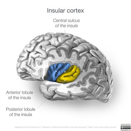 <p>insular lobe </p>