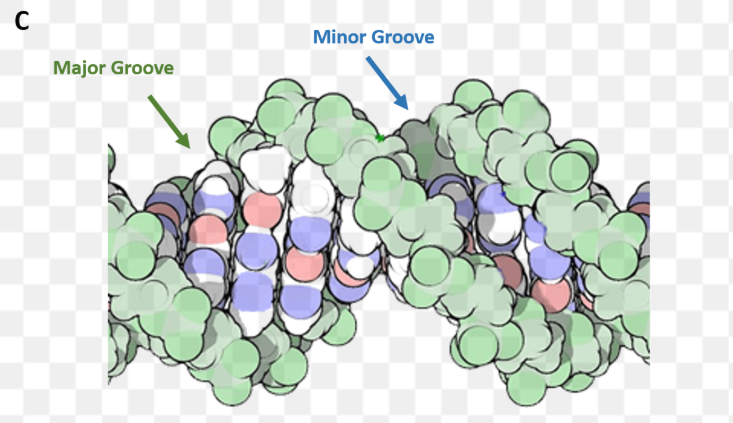 <p>What does the major groove do?</p>