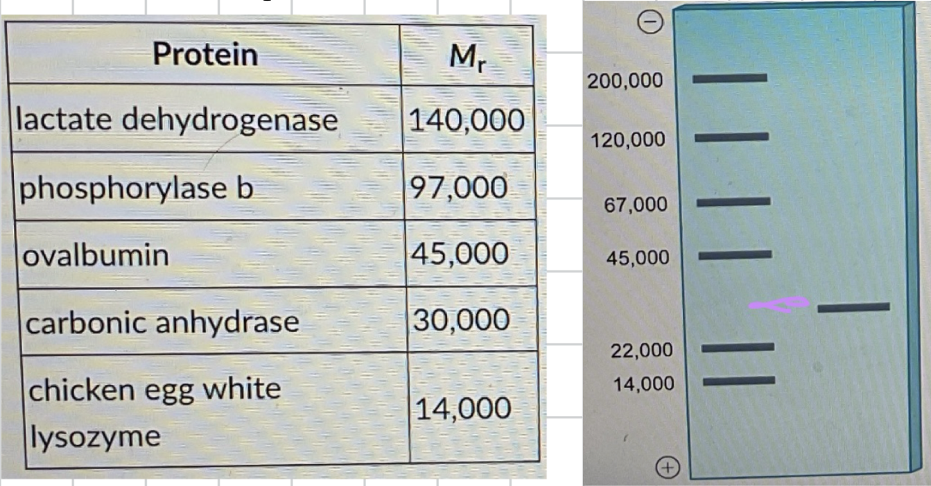 <p>As part of a practical exam, an instructor gives you a purified protein sample and asks you to tentatively identify it using SDS-PAGE. The resulting gel is shown. The left lane shows standards of known molecular weight (Mr). The right lane shows the unidentified protein represented as a single band. Use the table and the gel result to determine the identity of the purified protein.</p><p>Note that the functional unit of lactate dehydrogenase is a tetramer of four identical subunits with a total molecular weight of approximately 140,000 Da.</p><p>a) Ovalbumin</p><p>b) Phosphorylase b</p><p>c) Carbonic anhydrase or lactate dehydrogenase</p><p>d) Lactate dehydrogenase or Ovalbumin</p>