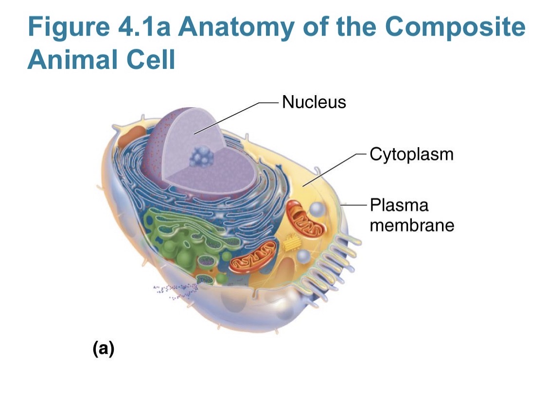 <p>Nucleus</p>