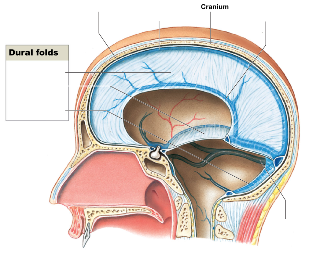 <p><span style="background-color: transparent;">The fold of dura that divides the right and left hemispheres of the cerebrum is :</span><br></p><ol><li><p><span style="background-color: transparent;"> corpus callosum</span></p></li><li><p><span style="background-color: transparent;"> falx cerebri</span></p></li><li><p><span style="background-color: transparent;"> tentorium</span></p></li><li><p><span style="background-color: transparent;"> pia mater</span></p></li></ol><p></p>