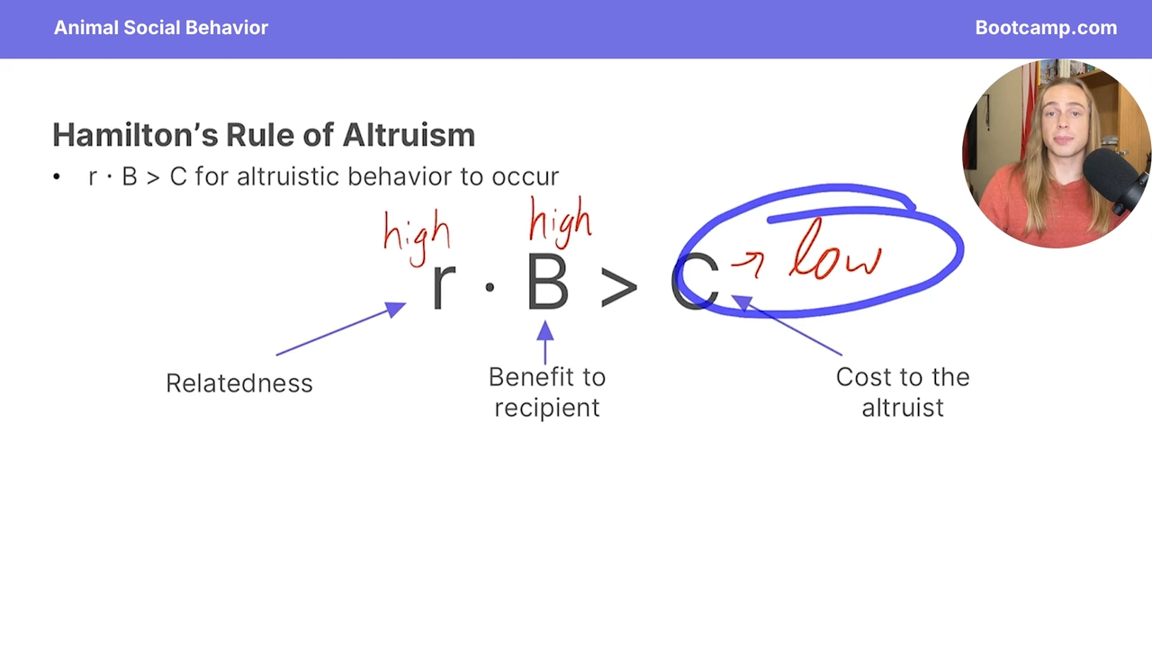 <p>r*B>C</p><p>r =relatedness</p><p>B = benefit to the receipient</p><p>C = cost to the altruist </p>