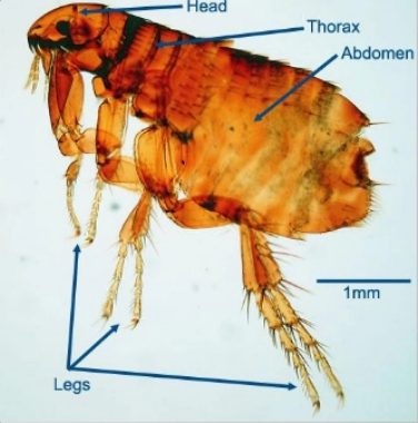 <p>what is it (scientific - cat)</p>