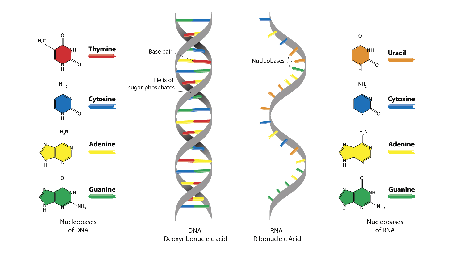 <p>RNA: Ribose sugar, Uracil (U), single stranded</p><p>DNA: Deoxyribose sugar, Thymine (T), double stranded </p>