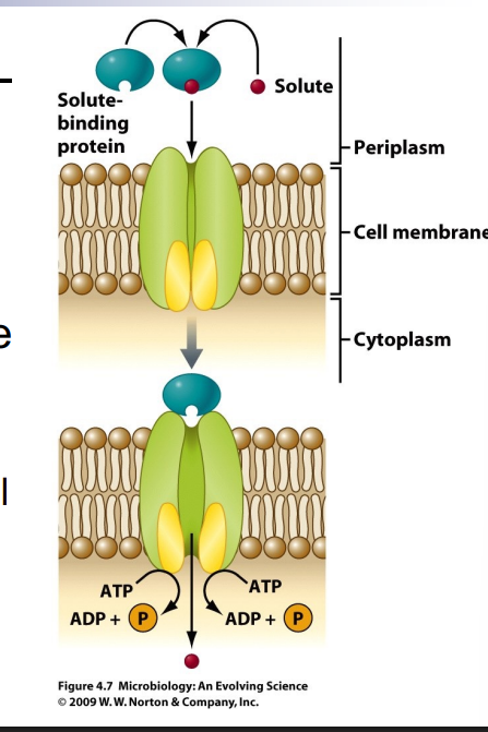 <p>n ABC Transporters n ATP-binding cassette superfamily ¨Use ATP energy to pass material into cell ¨Transport material against gradient</p><p></p><p>solute binding protein binds to solute binds to transporter causing change using ATP energy transport things against gradient requires a lot of energy</p>