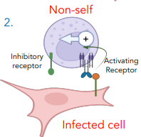 <p>pathogens DON’T expression MHC I, thus activating receptor is triggered</p><ul><li><p>degranulation occurs, pathogen dies</p></li><li><p>pathogens downregulated MHC I expression by interfering with the biochemical pathway</p></li></ul><p></p>