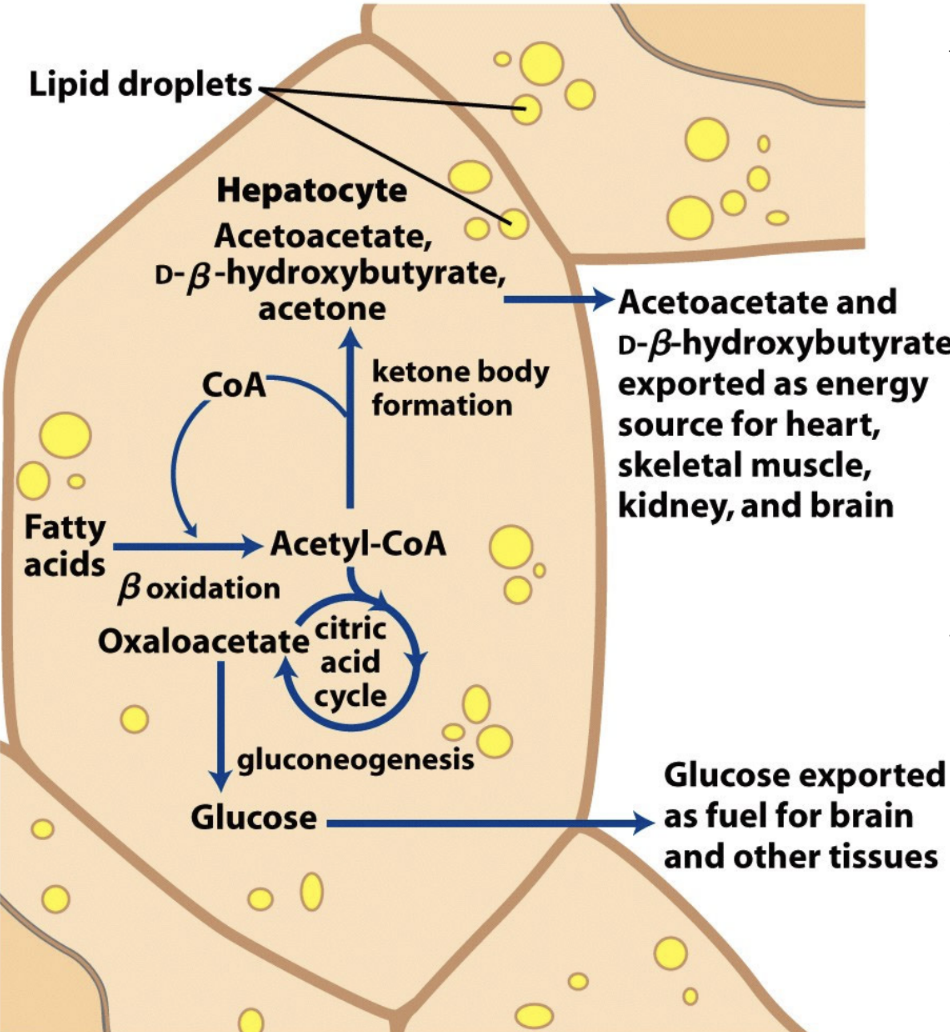 Why is acetyl-CoA converted to ketones during starvation/diabetes?