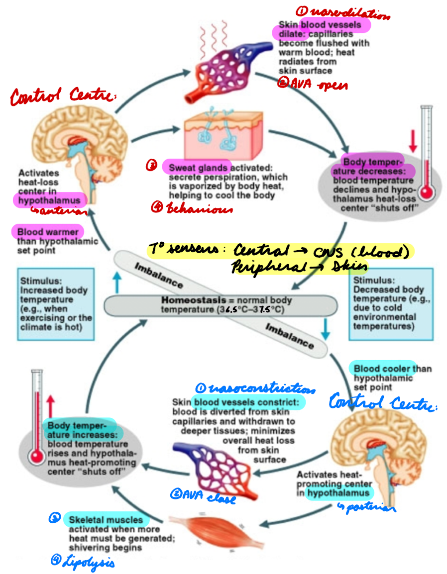 <ol><li><p>Temperature Sensors</p></li></ol><ul><li><p>Central: In CNS (blood temp)</p></li><li><p>Peripheral: In skin</p></li></ul><ol start="2"><li><p>Hypothalamus: Control Centre</p></li></ol><ul><li><p>Integrate central + peripheral temp info → Maintain at 36.5-37.5ºC</p></li></ul><p></p>