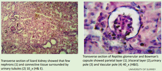 <p>Unusual glomerular appearance and renal portal system</p><p></p><p>urinary pole = bowmans space</p><p></p><p>reptile kidney <span style="color: purple;">lack loop of henle</span></p>