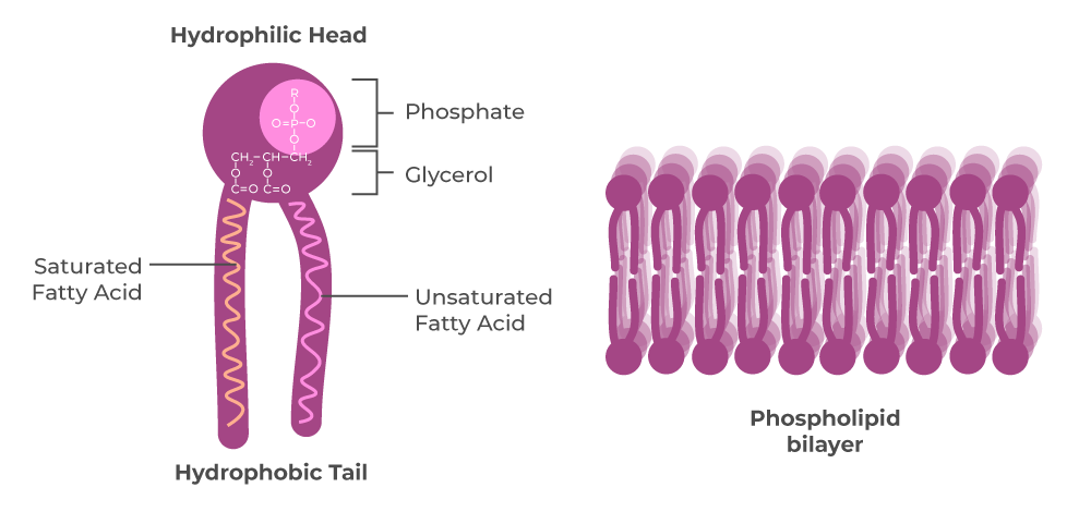 <p>lipids</p>