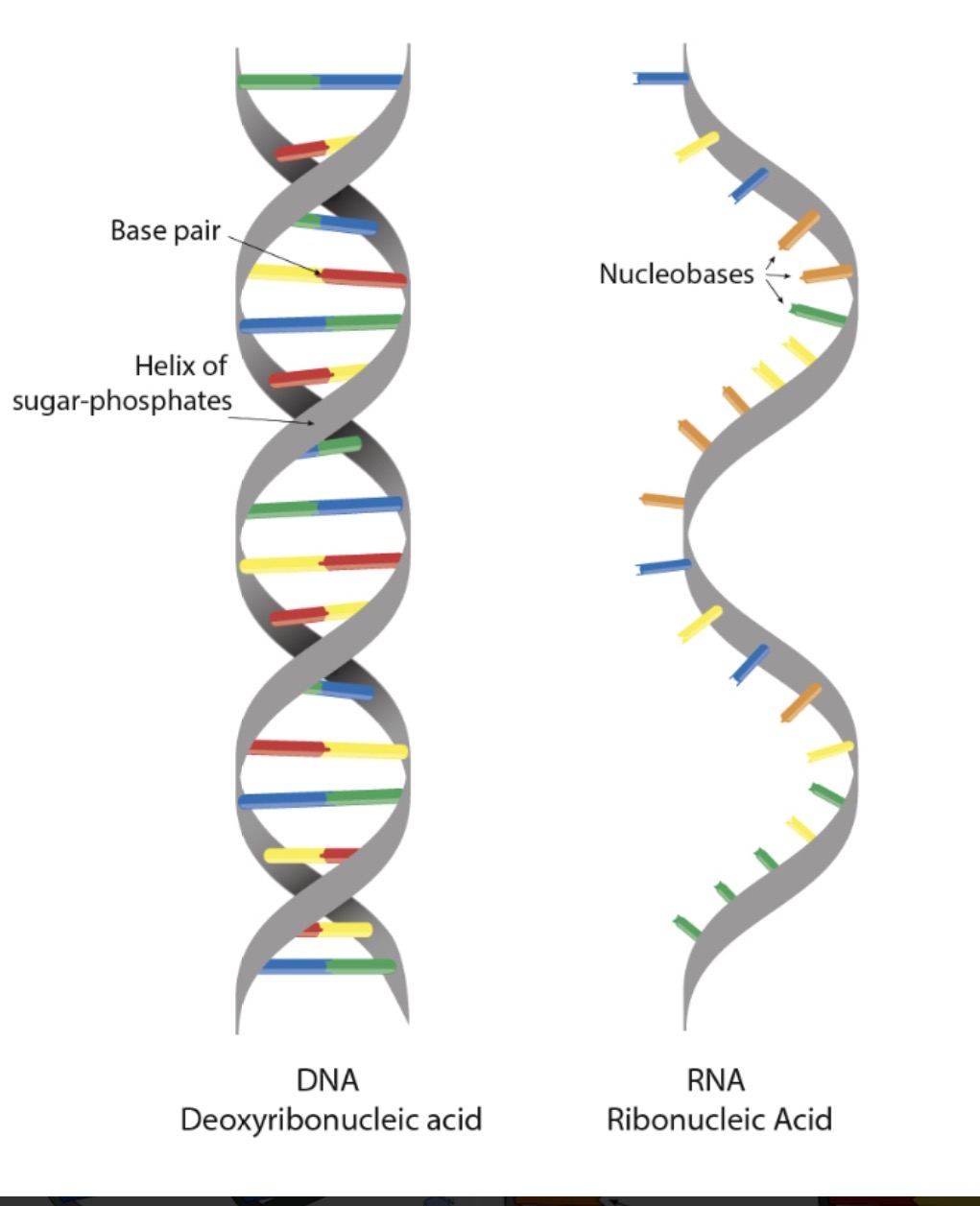 <p><span><span>What do DNA and RNA have in common?</span></span></p>
