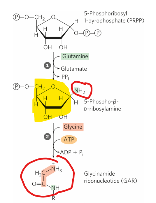 <p>Unlike pyrimidine biosynthesis, where the nitrogenous base is synthesized first and then attached to a sugar-phosphate molecule, purine biosynthesis starts with <strong>PRPP (5-phosphoribosyl-1-pyrophosphate)</strong>.</p><p></p><p><strong><mark data-color="#fdff00" style="background-color: rgb(253, 255, 0); color: inherit;">PRPP already contains a ribose sugar with an attached phosphate group</mark></strong></p><p></p><p>What is important to know about the purine <strong>BASE</strong></p>