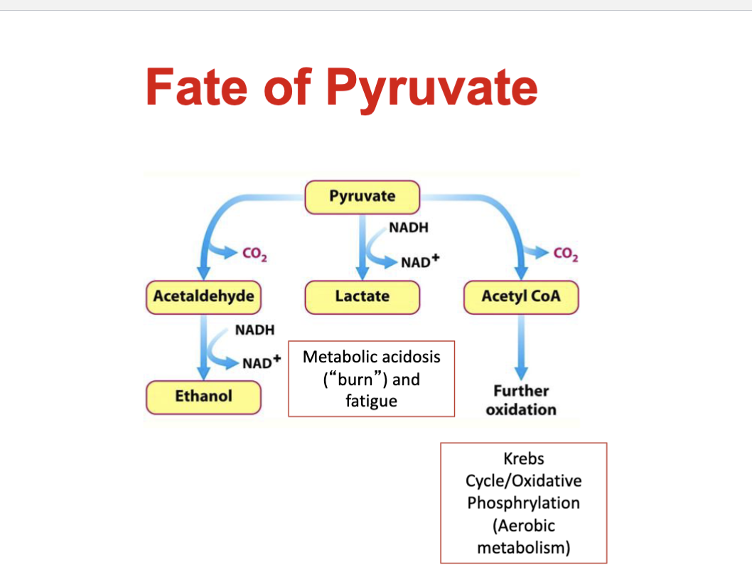 <p>Depends on O₂ availability and ability of mitochondria to metabolize pyruvate.</p><p>Fast (anaerobic) glycolysis:</p><ul><li><p>Glycolysis exceeds aerobic metabolism</p></li><li><p>Pyruvate → lactate</p></li><li><p>Associated H⁺ accumulation → ↓ pH → contributes to fatigue</p></li></ul><p>Slow (aerobic) glycolysis:</p><ul><li><p>Glycolysis matches aerobic metabolism</p></li><li><p>Pyruvate + NADH enter mitochondria</p></li><li><p>Pyruvate proceeds through Krebs/TCA cycle and ETC</p></li></ul><p>Key idea: Fast glycolysis → lactate; slow glycolysis → mitochondrial oxidation.</p>