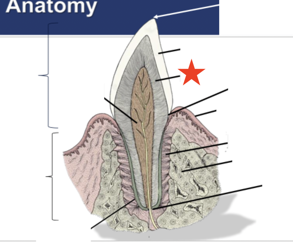 <p>What part of the tooth is indicated by the star?</p>