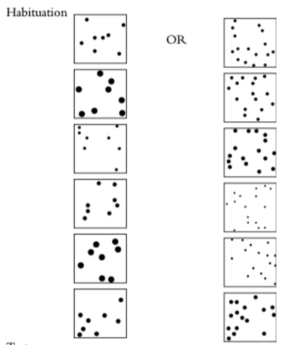 <ul><li><p>preferential looking paradigm </p></li><li><p>infants age: 6 months </p></li><li><p>infants shown a slideshow of different sets of objects - habituation </p><ul><li><p>8 dots for one group of infants </p></li><li><p>16 dots for another group of infants </p></li></ul></li><li><p>then presented with two groups of objects, one being novel </p></li><li><p>should display a preference to a novel set of dots </p></li></ul><p></p>