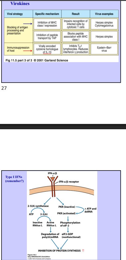 <ul><li><p>large DNA virus </p></li><li><p>latency and reactivation (virus goes dormant and then gets reactivated) </p></li><li><p>contain genes that appear like mammalian genes</p><ul><li><p>viroceptors and virokines </p><ul><li><p>can make homologs of things like IL-10, which is an immunosuppress cytokine, turning off immune response </p></li><li><p>can make a receptor that binds to own cytokines to decrease their effectiveness </p></li></ul></li></ul></li></ul><p></p>