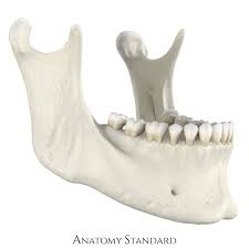 <p>What Skull bone is this?</p>