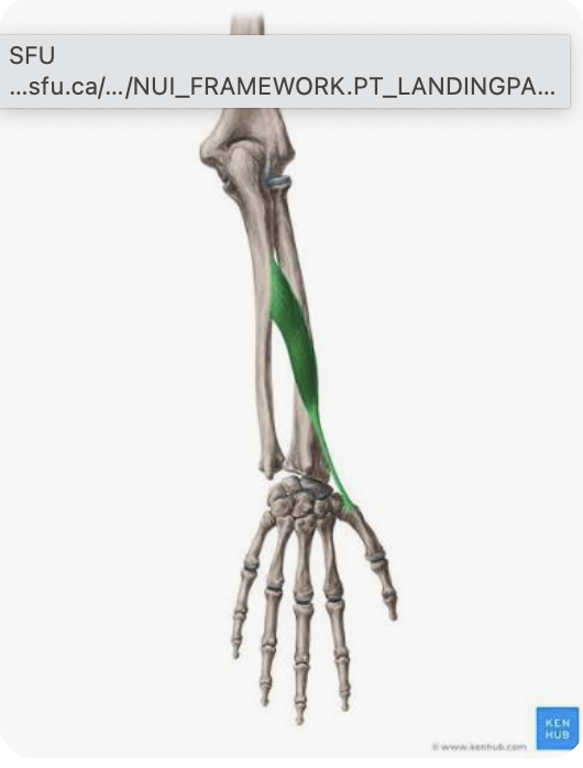 <p>O: Dorsal surface of radius and ulna and adjacent interosseous membrane</p><p>I: Lateral side of the base of 1st metacarpal</p><p>A: Abduction of thumb; abduction/radial deviation of hand</p><p>N: Radial nerve</p>