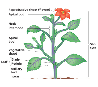 <ul><li><p>Nodes: where leaves attach</p></li><li><p>Internodes: between leaves</p></li><li><p>Axillary buds: potential to form a lateral shoot/branch (dormant meristems, that when activated, forms a new branch)</p></li><li><p>Apical bud: Elongation of young shoot. Apical dominance helps to maintain dormancy in most axillary buds</p></li></ul><p></p>
