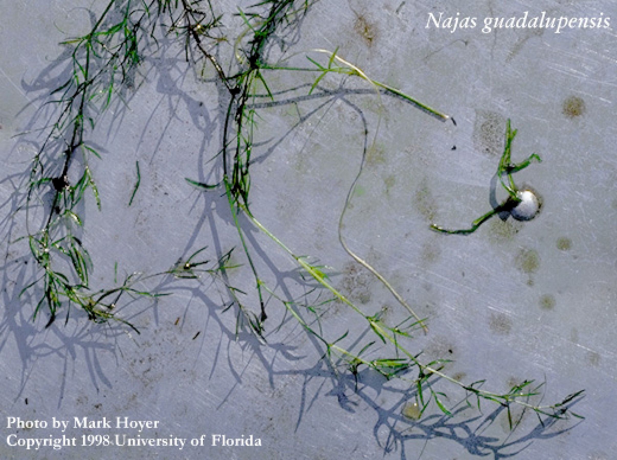 <p>Commonly known as Southern naiad.</p><p class="has-focus">5 species occur in Florida.</p><p class="has-focus">Have long stems with many branches. </p>