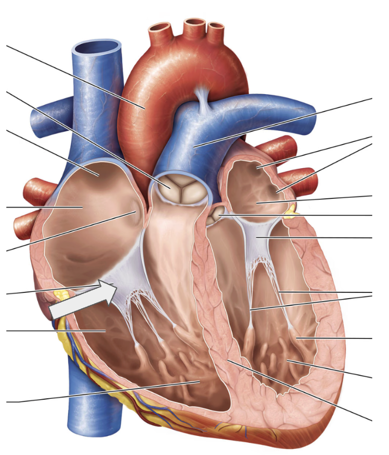 <p>Name the structure</p>