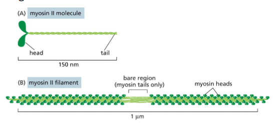 <p>Myosin II and Thick Filaments</p>