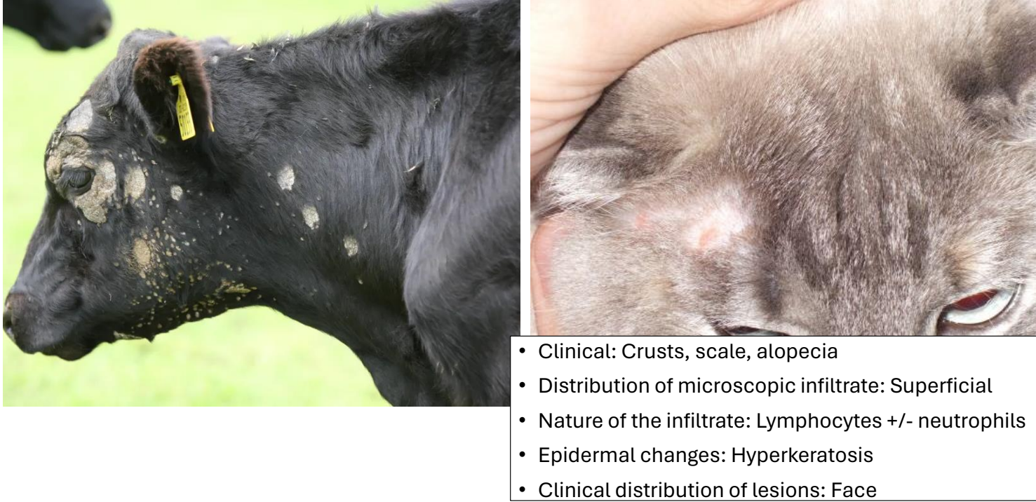 <ul><li><p>crusts, scale, alopecia</p></li><li><p>distribution of lesions: face</p></li></ul><p></p>