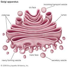 <p>Organelle that finishes, sorts, packages, and ships proteins to their destinations.</p>