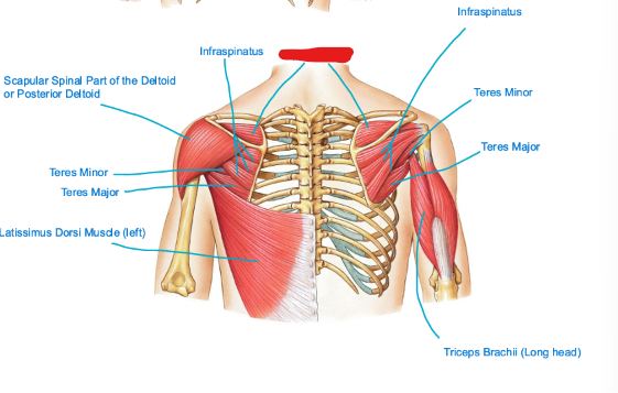 <p>A small muscle located above the spine of the scapula, it is responsible for shoulder abduction and stabilization of the humeral head within the glenoid cavity. This muscle is part of the<strong> shoulder joint </strong>(glenohumeral). <u>Locate what’s in red! </u></p>
