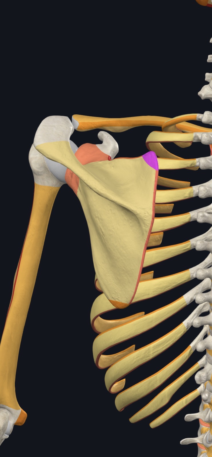 <p>what is this?</p>