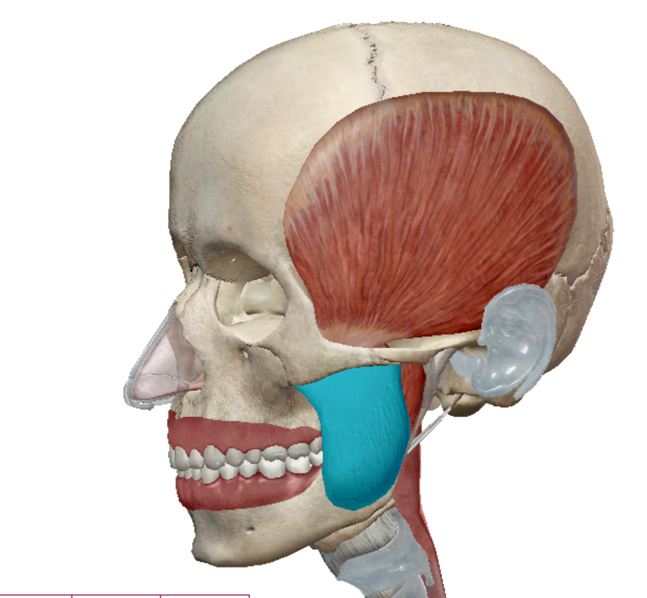 <p>Masseter action</p>