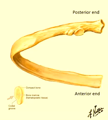 <ul><li><p>3-9</p></li><li><p>head</p></li><li><p>neck</p></li><li><p>tubercle</p></li><li><p>shaft (body)</p></li></ul><p></p>