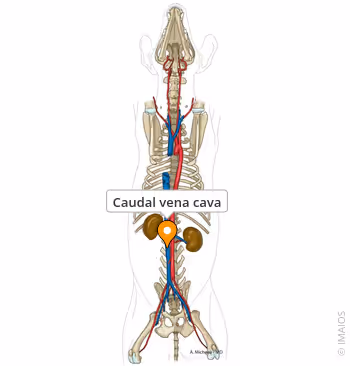 <p>Returns blood from the thorax, abdomen, and hindlimbs; connects to the right atrium</p>