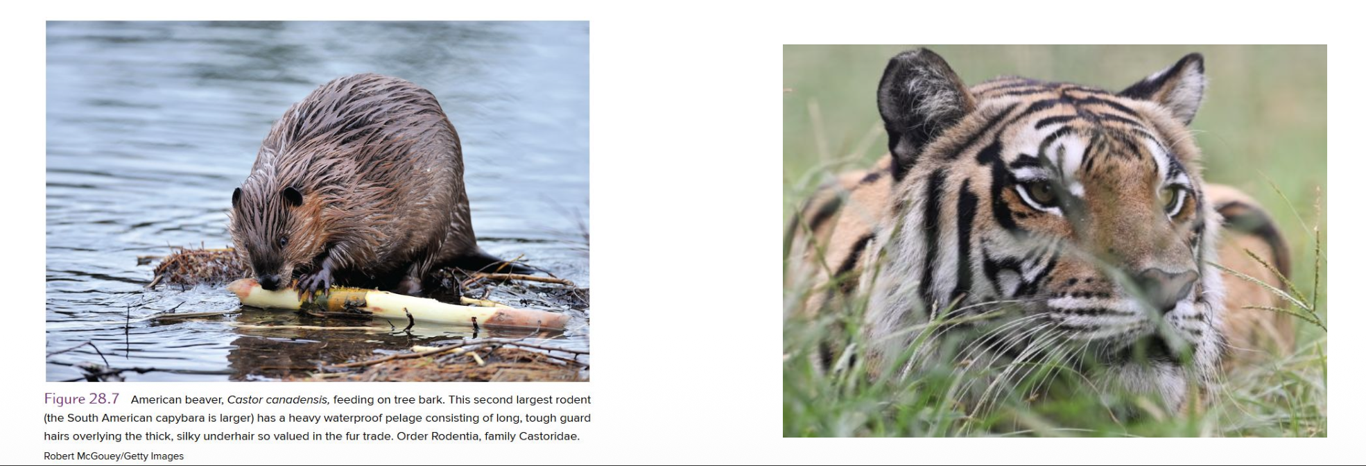 <p><u>Hair</u></p><p class="p1">• True hair, found only in mammals, is composed of __ cells.</p><p class="p1"><span style="color: rgb(249, 181, 10);">• Two kinds of hair form the <strong>pelage</strong> (fur coat) of mammals:</span></p><p class="p1">• T/F: Most mammals experience periodic molts of the entire coat</p><p class="p1">• <strong>Vibrissae</strong> (whiskers) are __ hairs that provide a tactile sense to many animals</p><p class="p2"><span data-name="arrow_right_hook" data-type="emoji">↪</span> Movement generates ? in sensory nerve endings</p><p class="p2"><span data-name="arrow_right_hook" data-type="emoji">↪</span> Vibrissae are specially long in ? and ? animals</p>