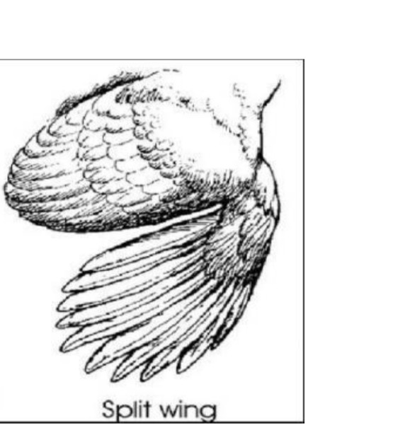 <p>permanent gap in primaries and secondaries</p>