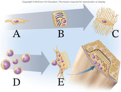 <p>Which cell is stimulated by the hormones calcitrol and PTH?</p>