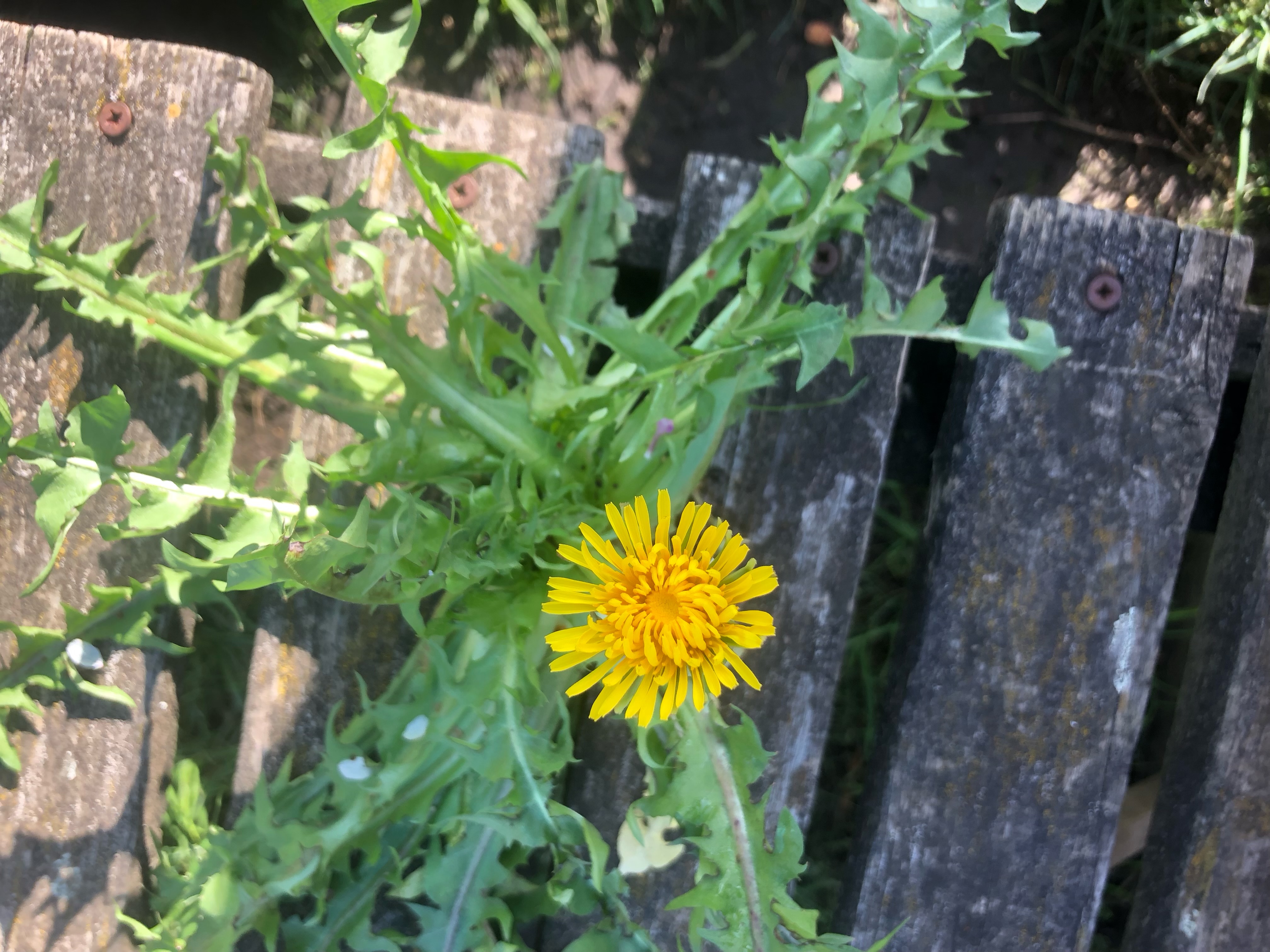 <p>Taraxacum officinale: deciduous, evergreen or what?</p>