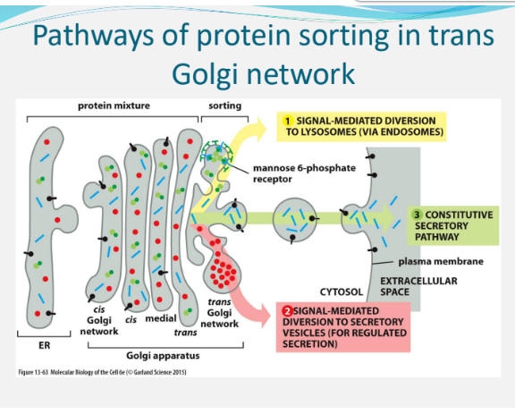 <ul><li><p><span style="background-color: transparent;"><strong>In unpolarized cells (cells w no defined orientation of specialized regions; likely a single-cell organism, could be certain differentiated liver cells</strong></span></p></li><li><p><span style="background-color: transparent;"><strong>a constitutive secretory pathway delivers proteins with no special features to the cell surface.</strong></span></p></li></ul><p></p>