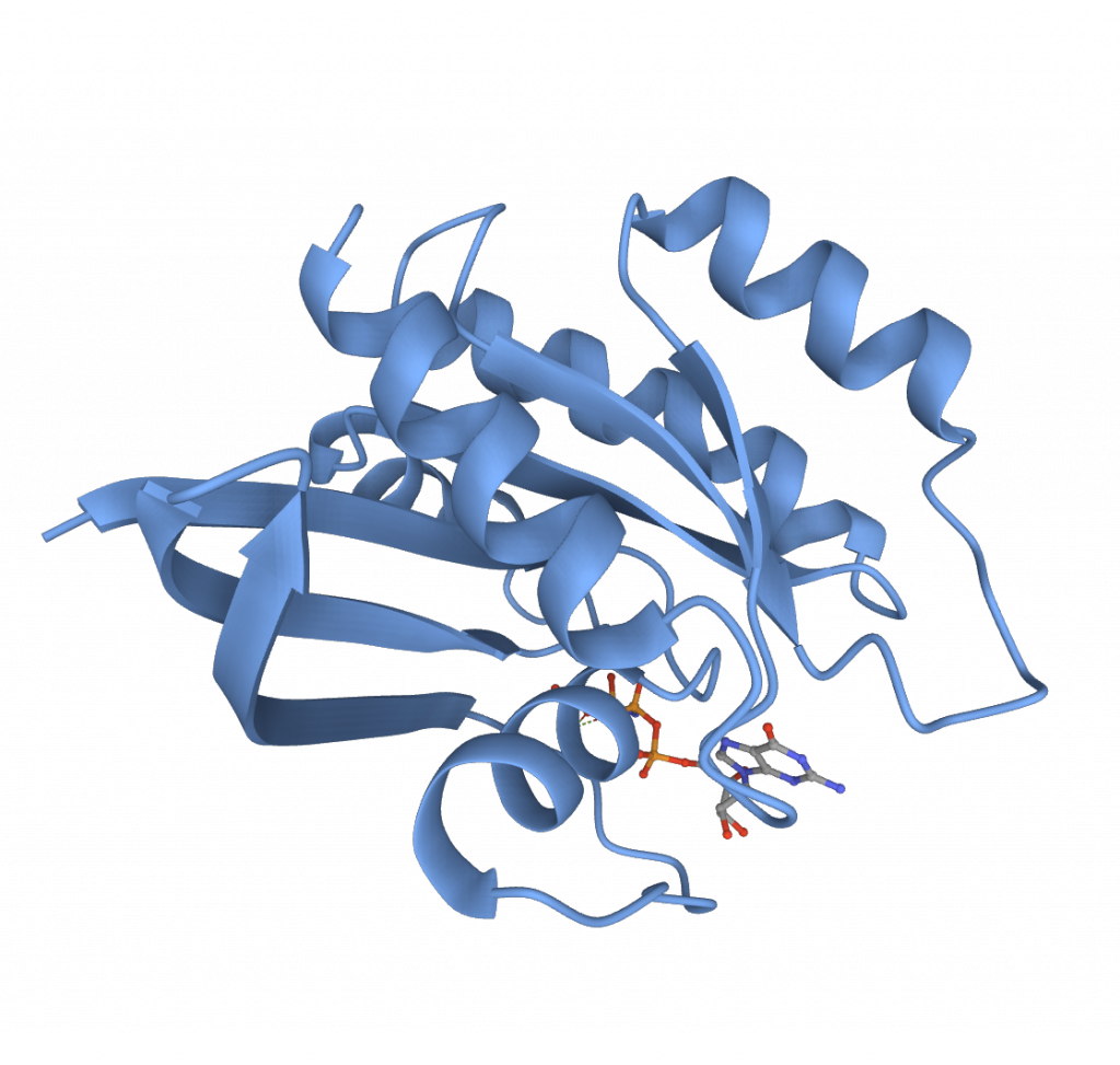 <p>3D shape of protein; function; protein folded up as whole</p>