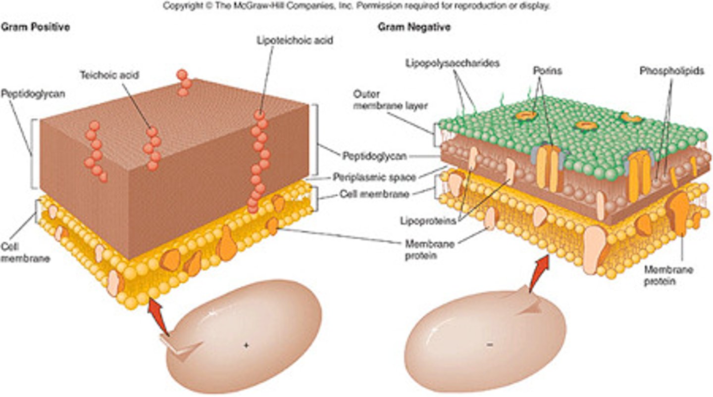 <p>thick cell wall composed primarily of peptidoglycan and cell membrane (1 major layer)</p><p>-retain crystal violet &amp; stain purple</p>