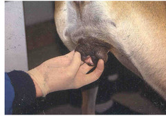 <p>What phase of estrous is this dog in?</p>