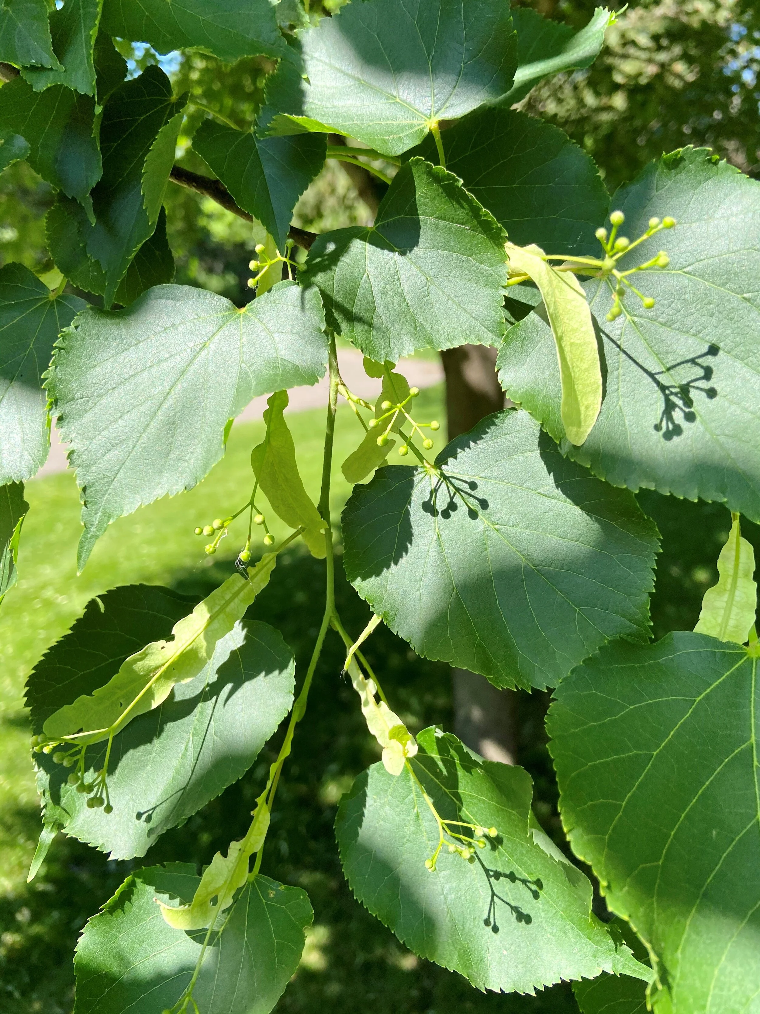 <p>Bract. Serrate,  acuminate</p>