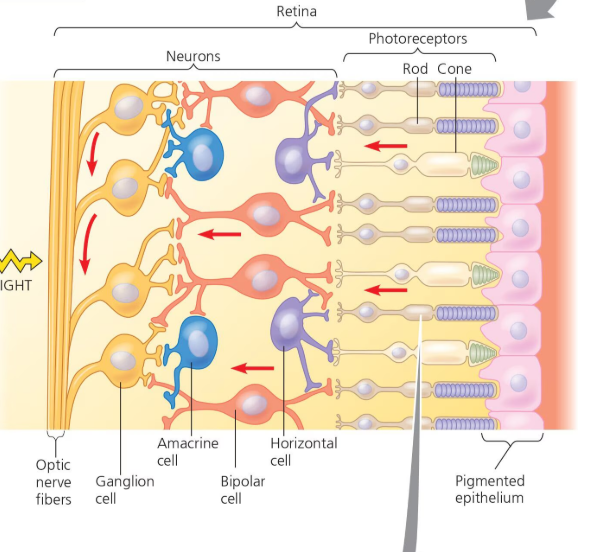 <p>detect low levels of light and they are found around edges of the retina</p>